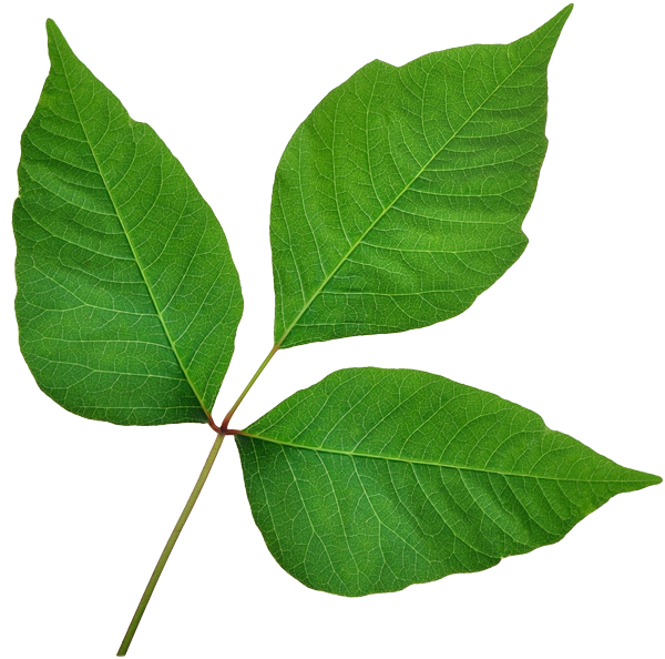 ivy ivy