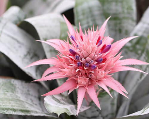 green plant with spiky pink flower
