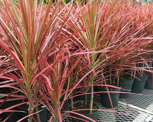 spiky pink and green plants